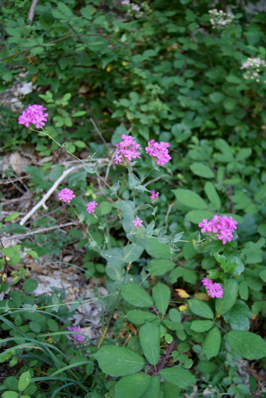 Silene armeria / Silene a mazzetti